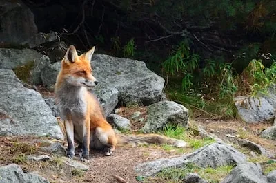 Symbolism of Foxes in Dreams: Wisdom, Deception, and Spiritual Guidance