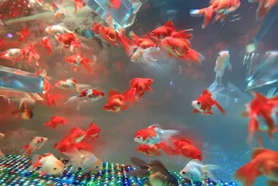 Meaning of Goldfish Dreams: Wealth, Luck, and Personal Growth