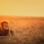lion lying on brown grass field during sunset