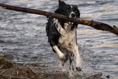 Interpreting Shetland Sheepdog Dreams: Symbols and Emotional Meanings