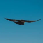 flying black bird