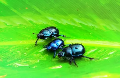 Decoding Dreams of Dung Beetles: Divine Guidance and Resilience