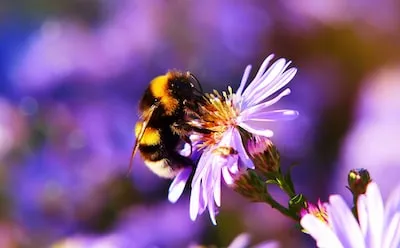 Understanding Bee Dreams: Insights into Your Actions and Relationships