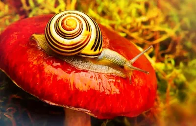 Decoding Snail Dreams: Patience, Escaping Comfort Zones, and More