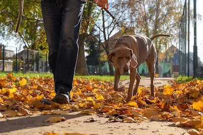 Weimaraner Dreams Interpreted: Loyalty, Intelligence, and Beyond