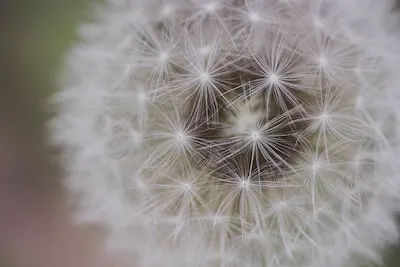 Unlocking the Meaning and Power of Dandelion Dreams