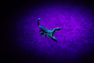 Interpreting Scorpion Dreams: Relationships, Emotions and Personal Growth