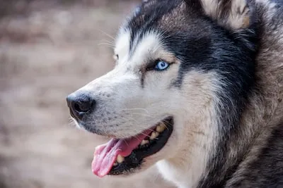 Meaning of Husky Dreams: Friendship, Companionship and Guidance