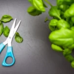 blue handle scissors beside green leaves
