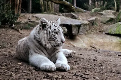 Interpreting White Tiger Dreams: Symbolism and Spiritual Significance