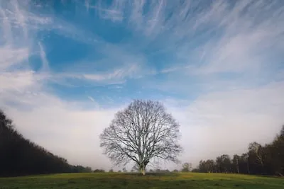 Meaning of Dreaming About Tree Climbing: Personal and Spiritual Growth: