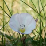 a white flower with a black center