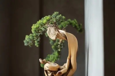 Unlocking the Symbolism and Wellness Insights of Bonsai Tree Dreams