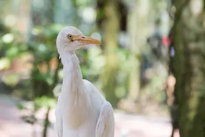 Interpreting Dreams of Dead Birds