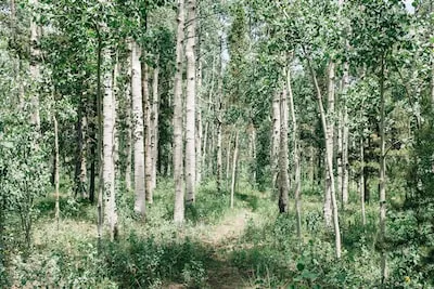 Decoding Birch Tree Dreams: Growth, Transformation, and Healing