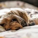 brown and black yorkshire terrier lying on white textile