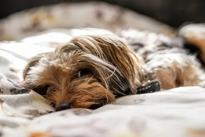 Interpreting Your Dreams: What Does a Yorkshire Terrier Mean?