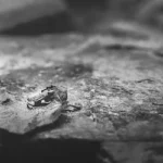 grayscale photo of a frog on a wood