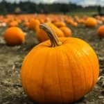 orange pumpkins on gray field near green grassland at daytime selective focus photography