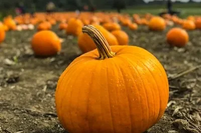 Unveiling Pumpkin Dreams: Prosperity, Hidden Enemies, and More