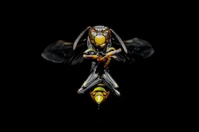 Interpreting Wasp Dreams: Personal Strength and Resolving Conflict