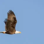 photo of bald eagle flying in the sky
