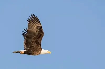 Decoding Eagle Dreams: Spiritual Significance and Symbolism