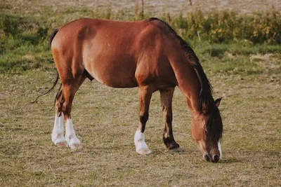 Interpreting Dreams: the Powerful Symbolism of a Brown Horse