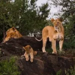 lion, lioness, and cub