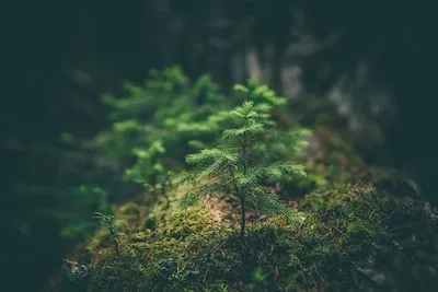 Meaning of Sitting Under a Tree in a Dream: Longing for Tranquility