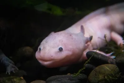 Meaning of Axolotl Dreams: Exploring Healing, Creativity, and Inner Fears