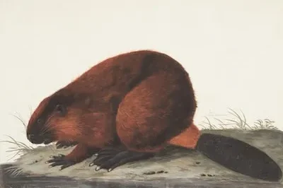 Decoding Beaver Dreams: Productivity, Balance, and Perseverance