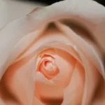 shallow focus photo of orange rose