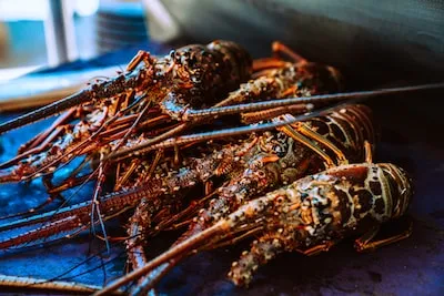 Understanding Lobster Dreams: Symbols of Strength, Growth and Success