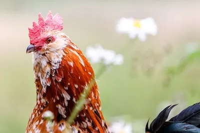 Decoding Rooster Dreams: Meaning, Symbolism and Life Insights