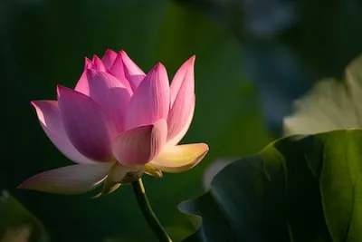 Exploring the Meaning and Interpretations of Lotus Flower Dreams