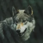 selective focus photography of gray wolf
