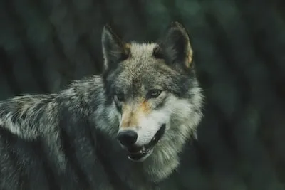 Spiritual Significance of Wolf Attack Dreams: Understanding Their Meanings