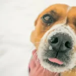 selective focus photography of dog nose with snow