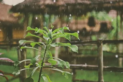 Meaning Behind Dreams of Watching Rain from a Cozy Place