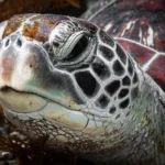 a close up of a sea turtle's face