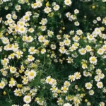 white and yellow flowers during daytime