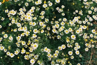 Meaning of Dreaming About Daisies: Innocence, Emotions and Transformation