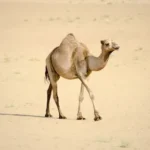 brown camel on white sand during daytime