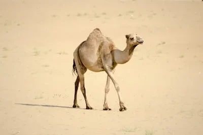 Decoding Camel Dreams: Insights into Endurance and Life’s Journey