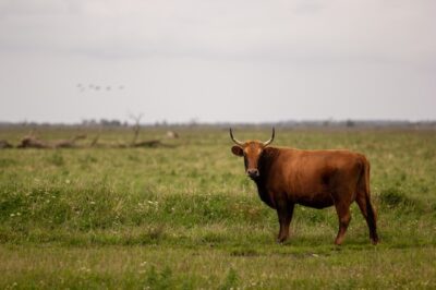 Interpreting Dreams of Bulls: Their Religious Meaning & Associated Emotions