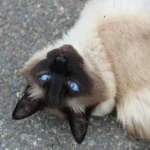a cat with blue eyes laying on its back