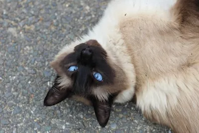 Interpreting Dreams About Siamese Cats: Growth, Balance, and More