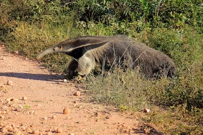 Meaning of Anteater Dreams: Future Prosperity and Social Demands