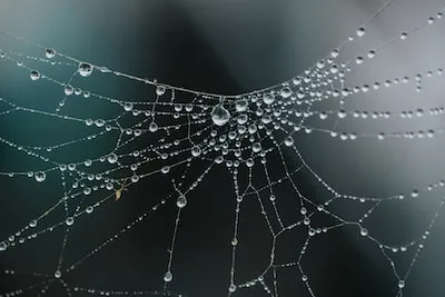 Unraveling Spider Web Dreams: Meanings and Symbolisms in Depth